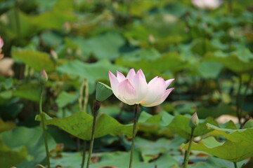 Fototapeta premium Lotus