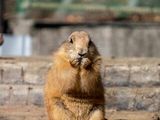 prairie dog eating