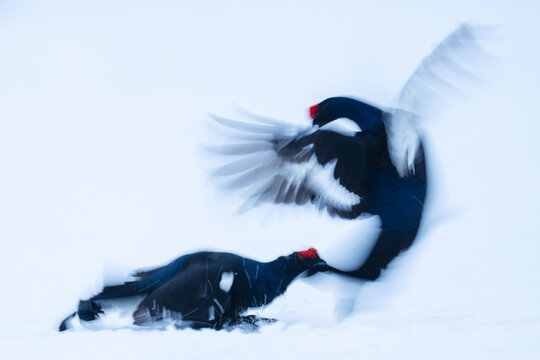 Black grouse male at its lek