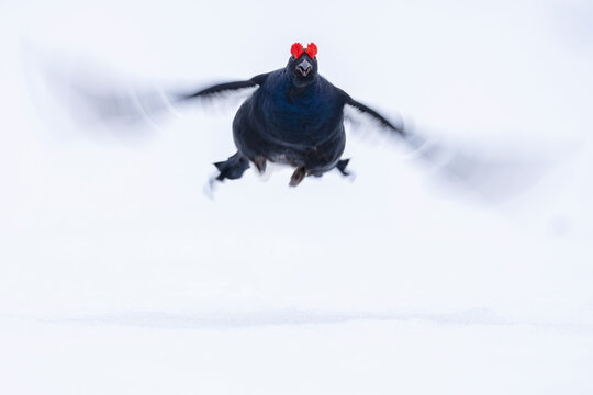 Black grouse fly above snow