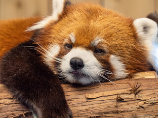 Obraz premium red panda eating bamboo