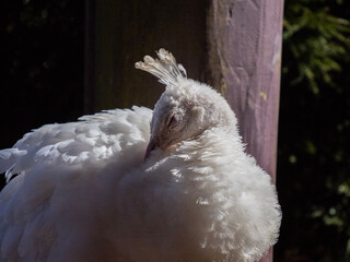 portrait of a white duck