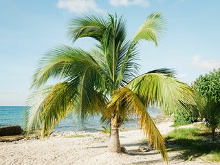 Palm tree on a beach in Cozumel, Mexico