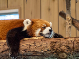 red panda eating bamboo