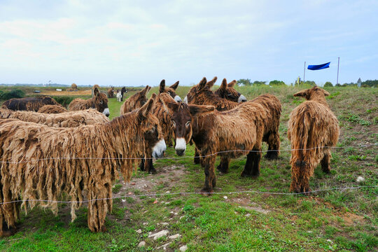 Ile de Re donkeys or Poitou donkeys. Were employed largely as working mules in the island salt industry. Most distinguishing feature of Poitou donkeys is their long shaggy coat, called a cadanette
