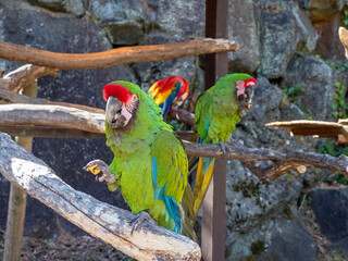 blue and yellow macaw