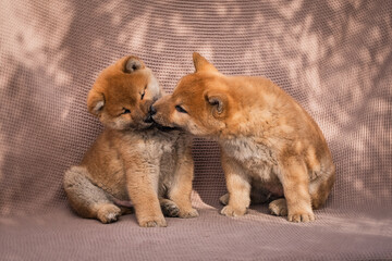 small little shiba inu puppies