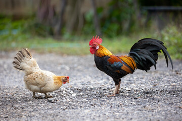 Beautiful and healthy thai cock with chick walking on ground