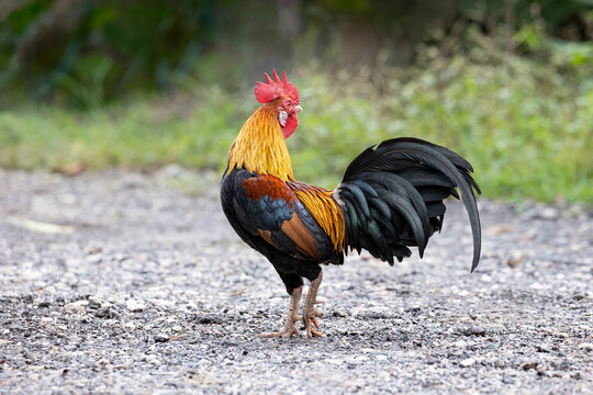 Beautiful Rooster standing on the floor in blurred nature green background.rooster going to crow.
