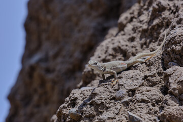 Lizard of the hills (Microlophus tigris), beautiful endemic specimen of the Peruvian coast; In the photograph, an individual peeking out of a crack in the ground.