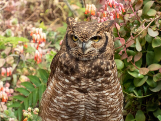 horned owl