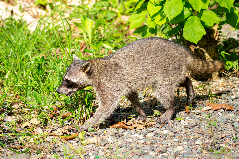 Canvas Prints raccoon walking in the nature, procyon lotor in central america, costa rica