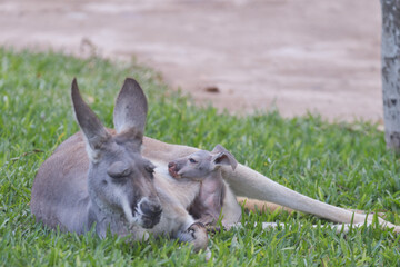 Red kangaroo (Macropus rufus) resting on the grass with her baby. © Jonathan Chancasana