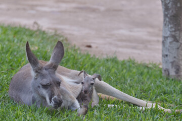 Red kangaroo (Macropus rufus) resting on the grass with her baby. © Jonathan Chancasana