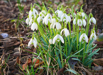Schneeglöckchen im Nachmittagslicht
