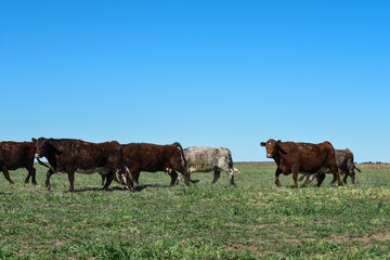 Fototapeta na wymiar Cows fed with natural grass in pampas countryside, Patagonia, Argentina.