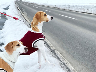 雪道の散歩中に道路に飛び出そうとする2匹の犬