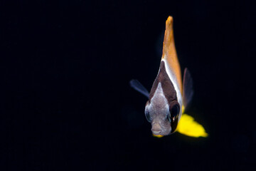 チョウチョウウオの幼魚