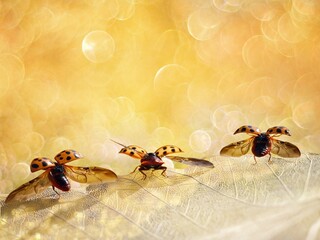 ladybugs take off