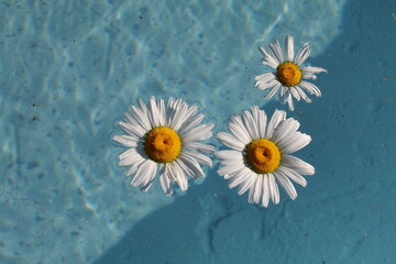 Daisies are flowers of tenderness