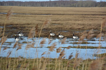 Group of geese wading in swamp