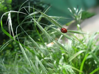 ladybug on green grass