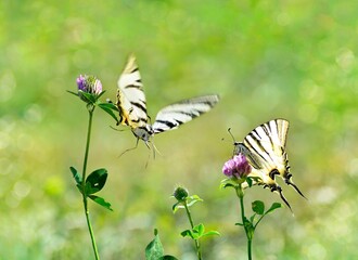 butterfly on a flower