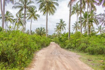 Empty road in tropical countryside. Way in palm tree jungle. Travel destinations concept. Exotic landscape. Scenic rural landscape in Africa. Pathway in coconut trees.