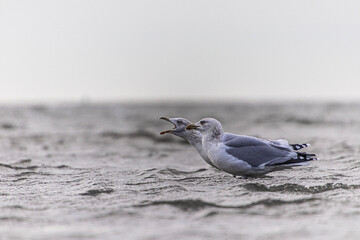 seagull on the beach