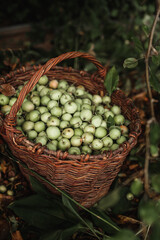 Basket of green apples in the garden. Time to harvest 