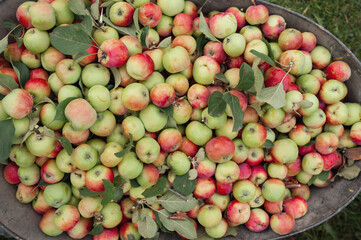 Juicy red-green apples. New crop 