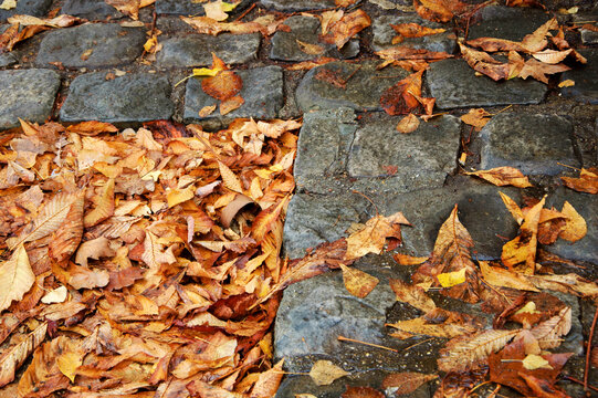 Autumn leaves on cobble stone pavement. Urban seasonal geometric patterns. 