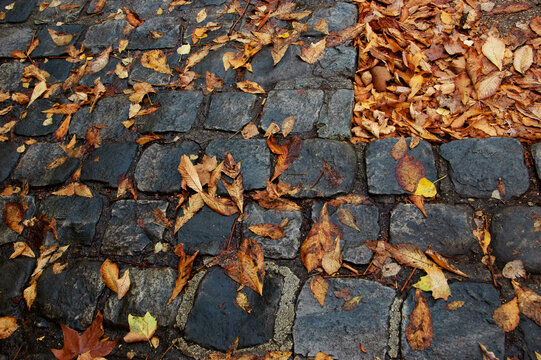 Autumn leaves on cobble stone pavement. Urban seasonal geometric patterns. 