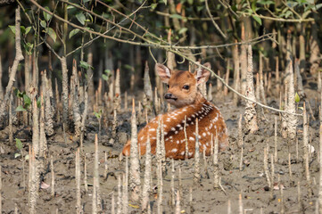 Baby spotted deer.Wild chital, also known as  chital deer, and axis deer, is a deer species native...
