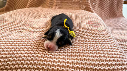 Bernese Mountain Dog puppy sleeping in the bed. Few weeks old little bernese dog in the pink bed.