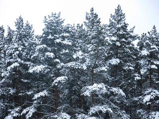 fluffy snow-covered pine trees stand like a wall against the gray sky