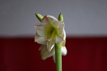 Amaryllis