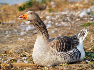 Goose on the river side sitting down