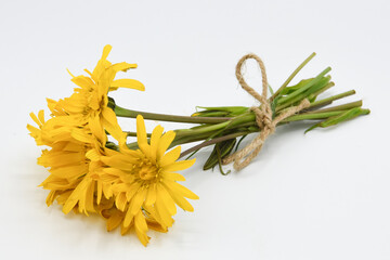 arnica