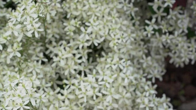 Small white fragrant flowers of clematis erect or clematis flammula in the summer garden close-up. Floral natural background. High quality 4k footage