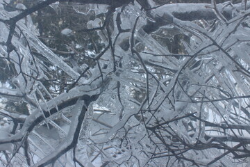 The branches of the tree are covered with a layer of ice. Macro.
