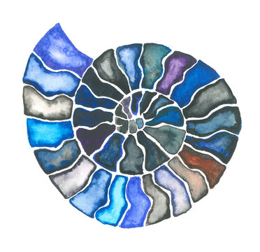 Watercolor nautilus shell