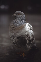 Cute pigeon looking for food also posed for Portrait Photograpy