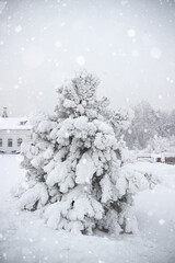 Fototapeta premium Pine tree covered with fluffy white snow and hoarfrost. Wintertime landscape with strong blizzard at gloomy day