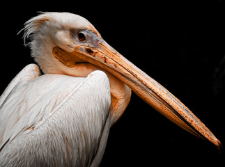 close up of pelican