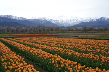 Many tulips named World Peace are in full bloom against the backdrop of the Tateyama mountain range with the remaining snow.
