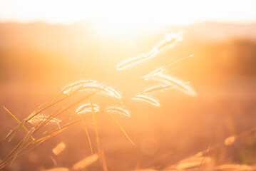 Grass flowers in the nature background with sun set, Soft focus the beautiful a flower in the garden.