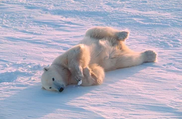 Fototapeten Polar bear lying onsnow © outdoorsman