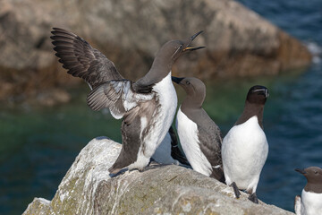 A group of resting Guillemot