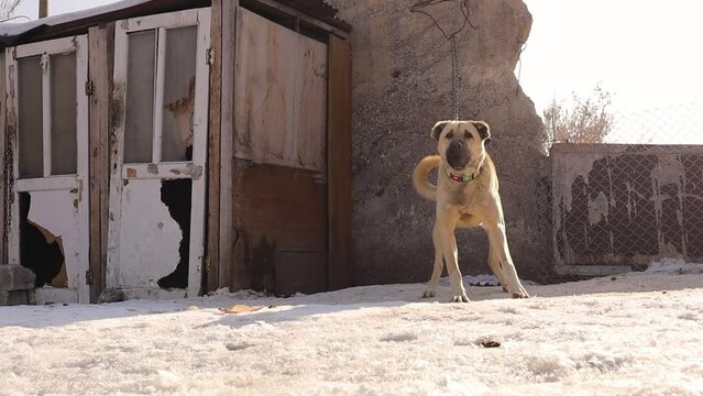Barking dog.
Angry dog fiercely guards.
Turkish Kangal male dog surrounded by snow in the village.
Watchdog is guarding a house in cold weather, winter.
Dogs are used to guard homes and livestock